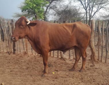 Desperate farmers sell cattle for peanuts as Theileriosis spreads