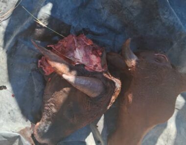 Nkayi villagers accuse police of failing to act on rampant stock theft