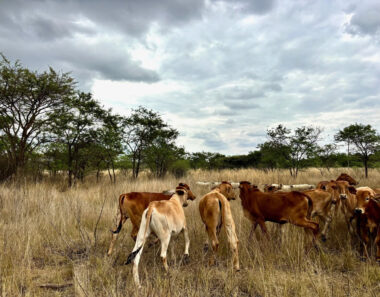 Welcome to the international year of rangelands and pastoralists, 2026