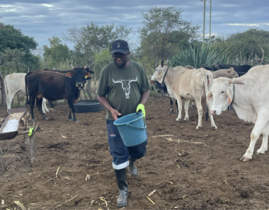 Livestock, climate change and land reform in southern Africa