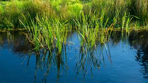 Traditional practices ‘vital’ to wetland survival, says ZELO
