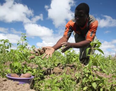 Zimbabwe just bet big on its farmers with the introduction of new regulations