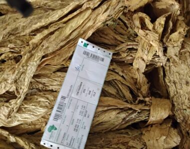 nicotine content flue-cured vs air-cured tobacco Variability of TSNA in U.S. Tobacco and Moist Smokeless Tobacco Products nicotine content flue-cured vs air-cured tobacco Variability of TSNA in U.S. Tobacco and Moist Smokeless Tobacco Products