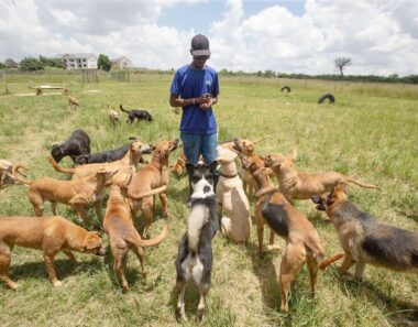 Spike in unlicensed dog breeding in Zimbabwe threatens public safety and health