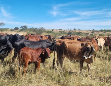 Zimbabwe reopens border to cloven-hoofed animals from the Western Cape