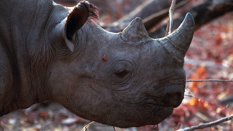 Rhinos back in Zimbabwe park 30 years after evacuation over poaching