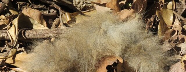The Tail Lying In The Leaves