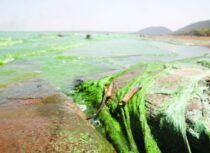 Declare Lake Chivero Pollution A National Disaster – CHRA