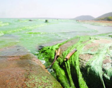 Declare Lake Chivero Pollution A National Disaster – CHRA