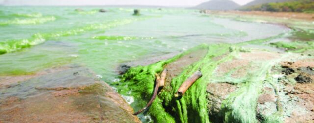 Declare Lake Chivero Pollution A National Disaster – CHRA