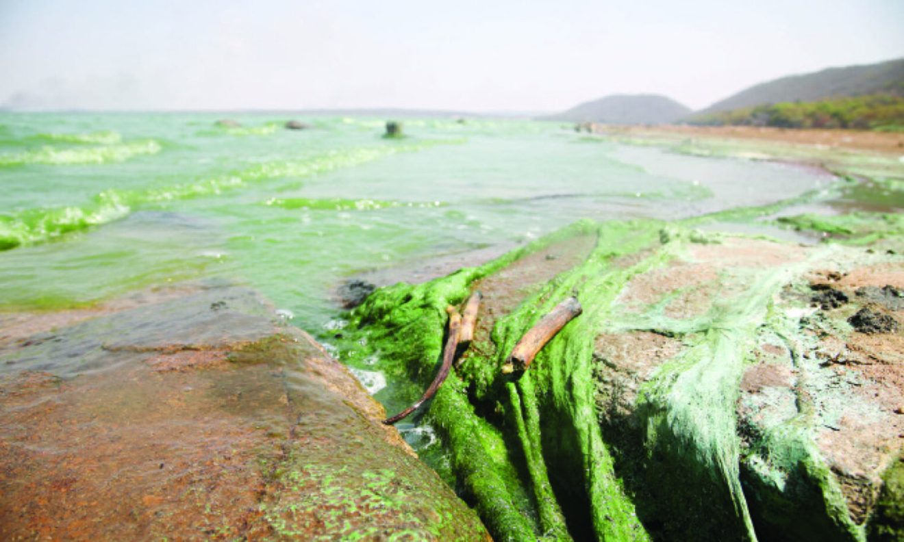 Declare Lake Chivero Pollution A National Disaster – CHRA