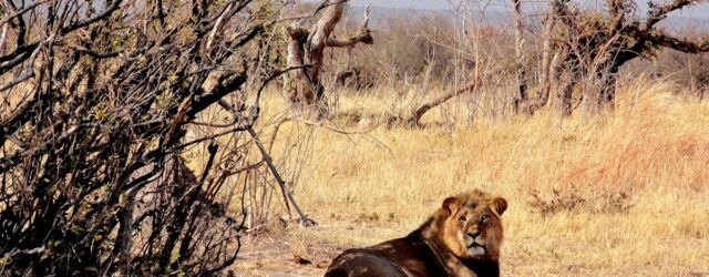 Blare necessity: Vuvuzelas save livestock from prowling lions, research finds