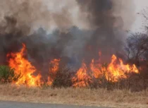 Bulawayo veld fires surge 75% as city blames careless burning