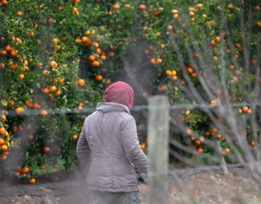 ‘Farm owners are crying now’: SA migrant exodus leaves employers short-handed