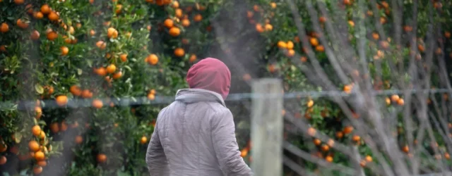 ‘Farm owners are crying now’: SA migrant exodus leaves employers short-handed