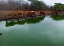 570 megalitres of raw sewage dumped into rivers daily as Zimbabwe’s treatment system collapses
