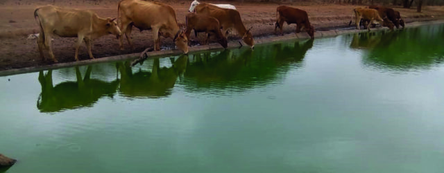 570 megalitres of raw sewage dumped into rivers daily as Zimbabwe’s treatment system collapses