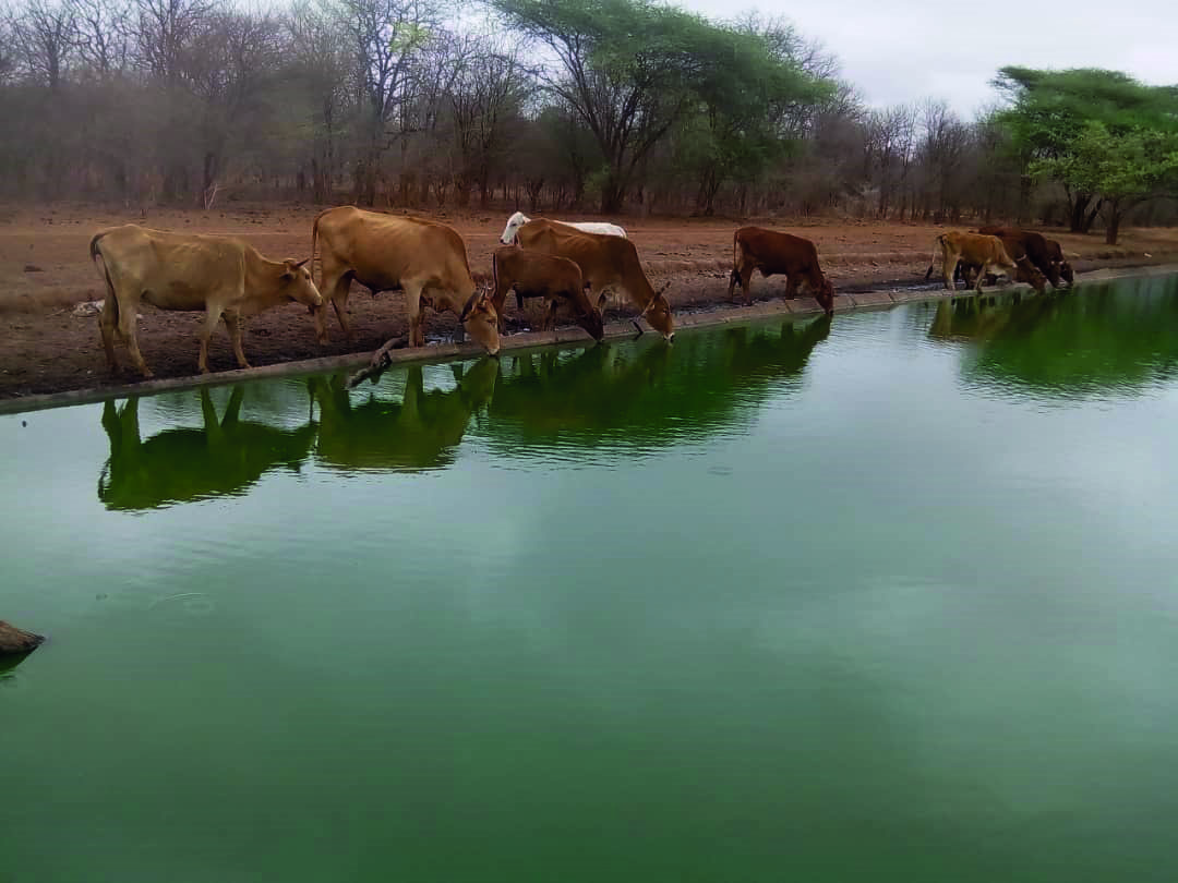 570 megalitres of raw sewage dumped into rivers daily as Zimbabwe’s treatment system collapses