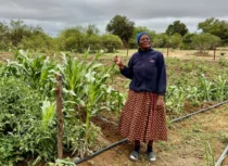 Can AI models help farmers in the face of uncertainty?