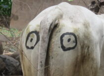 Turning vulnerable livestock into four-eyed beasts helps protect them in Zimbabwe