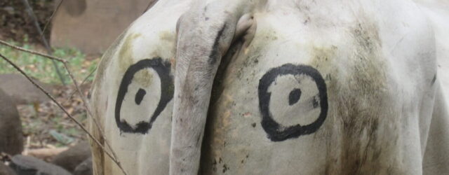 Turning vulnerable livestock into four-eyed beasts helps protect them in Zimbabwe